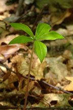 Isotria verticillata