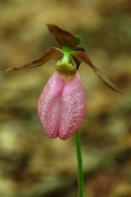 Cypripedium acaule