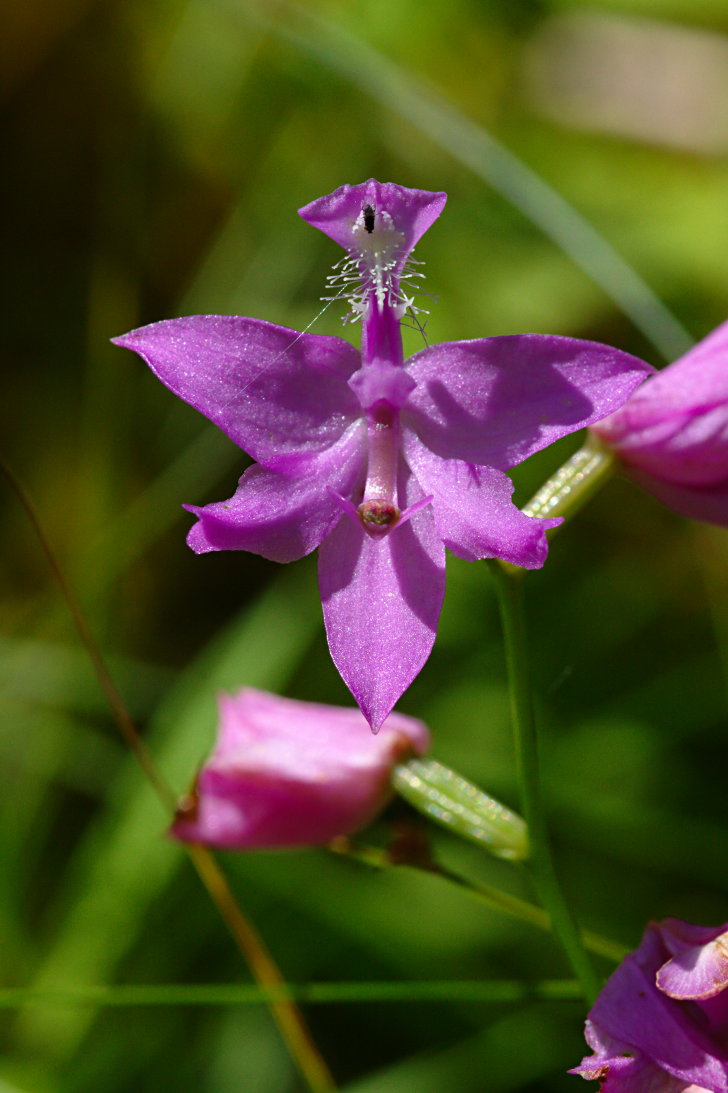 Common Grass Pink