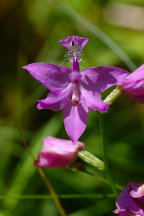 Calopogon tuberosus