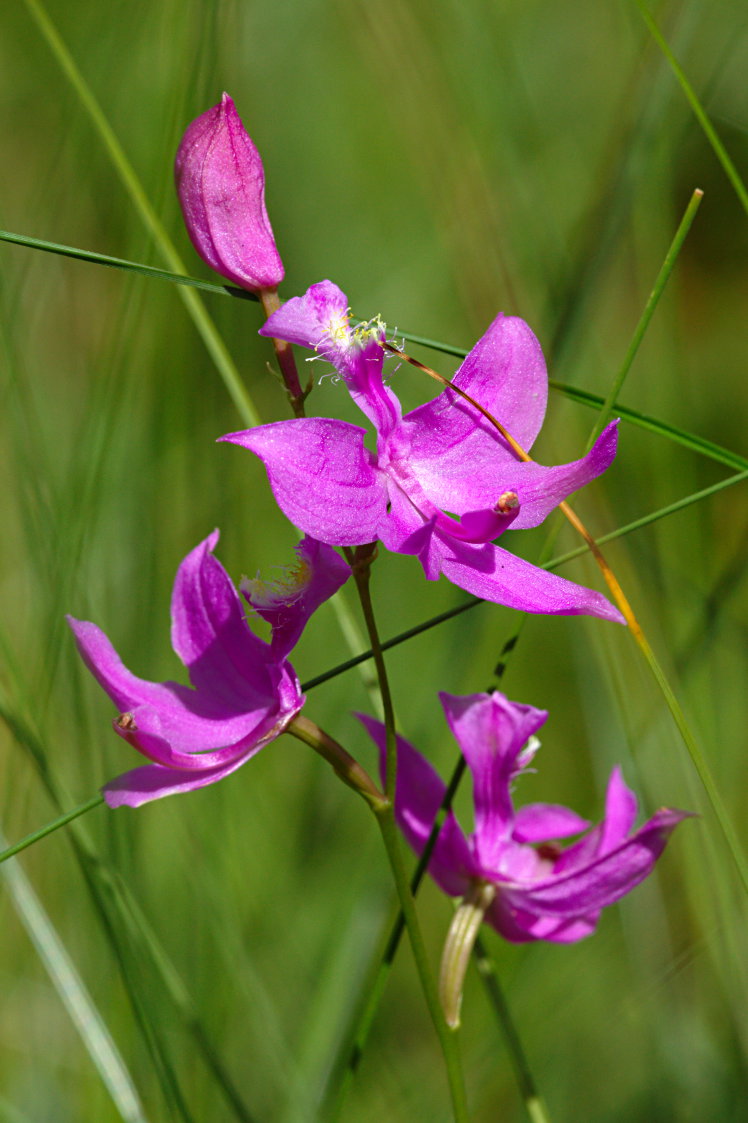 Common Grass Pink