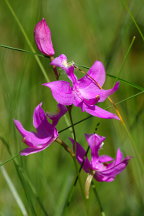 Common Grass Pink