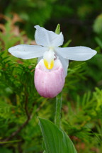 Showy Lady's Slipper