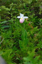 Showy Lady's Slipper