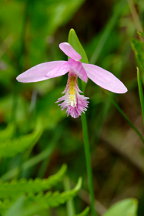 Pogonia ophioglossoides