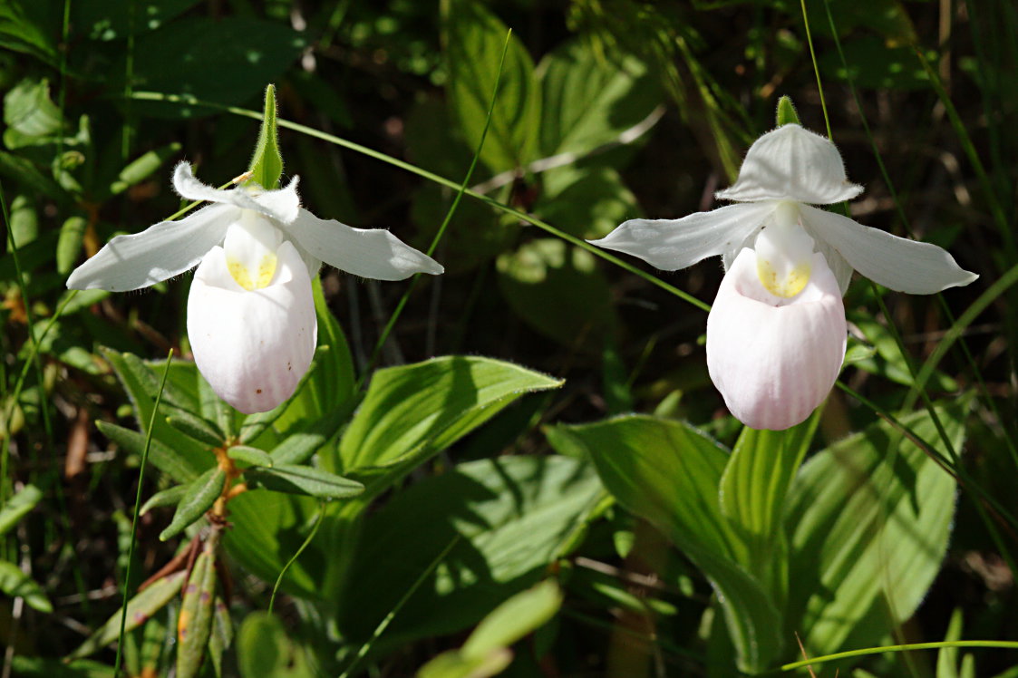 Showy Lady's Slipper