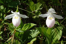 Cypripedium reginae