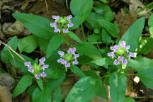 Prunella vulgaris