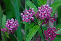 Asclepias incarnata