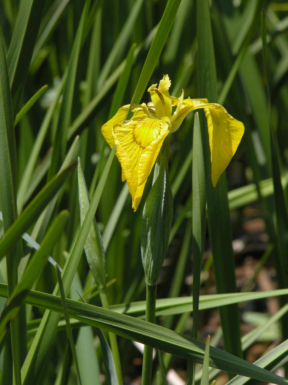 Yellow Iris