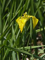 Iris pseudacorus