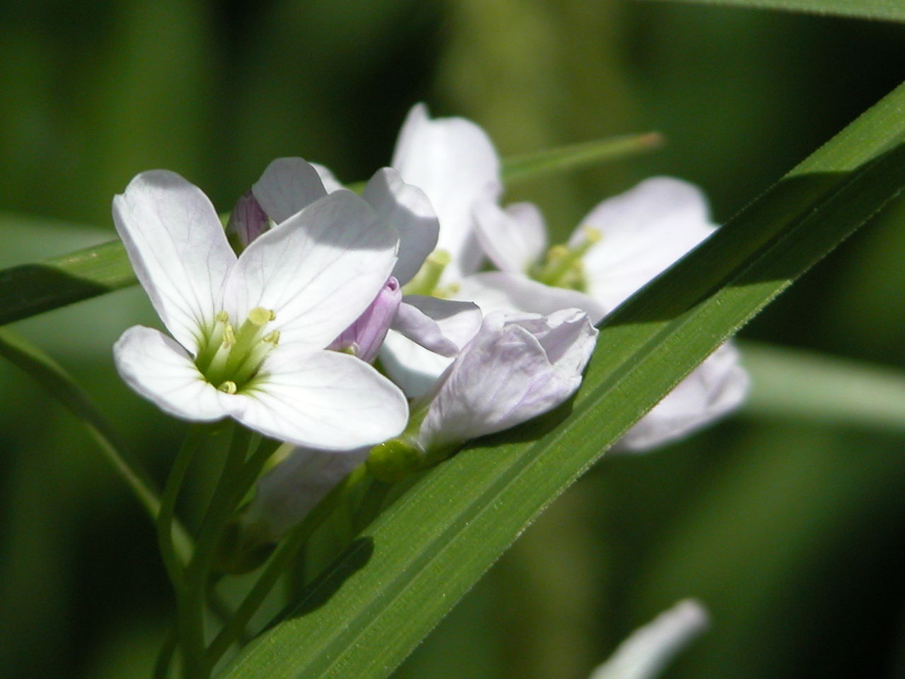 Spring Cress