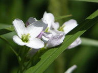 Cardamine bulbosa