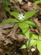 Trientalis borealis