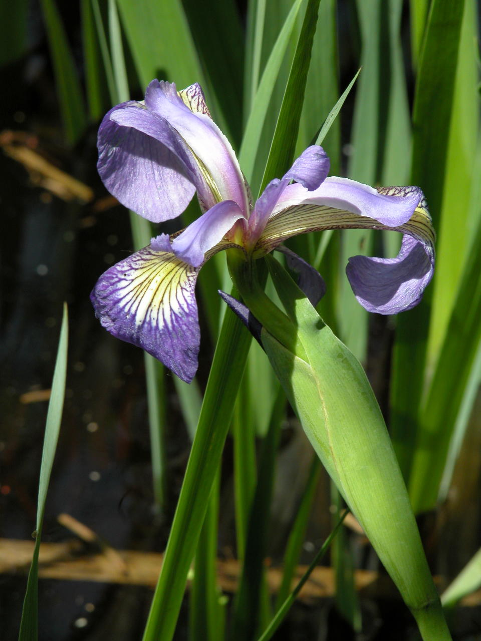 Northern Blue Iris