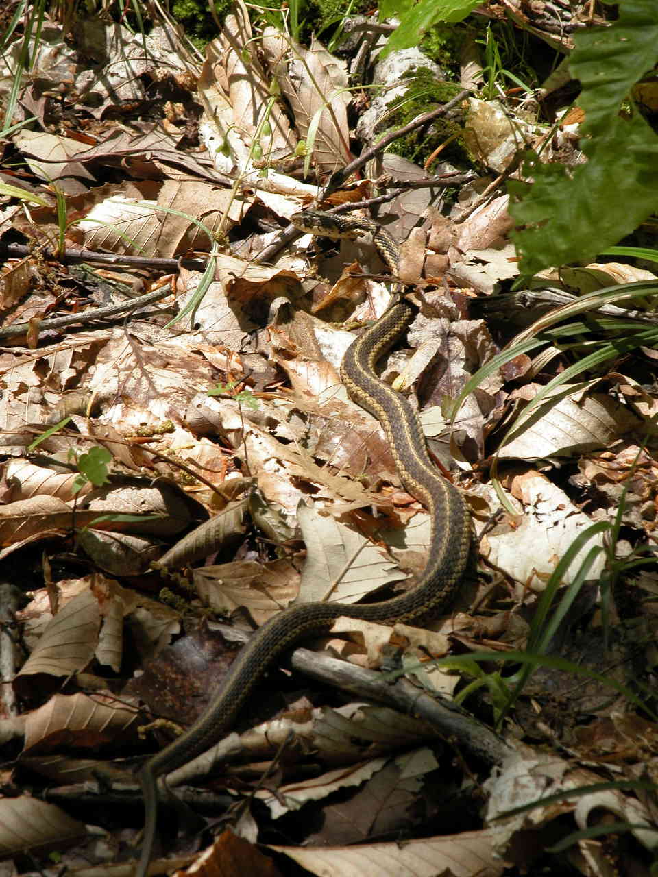 Eastern Ribbon Snake