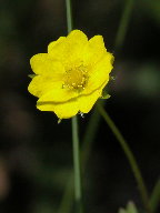 Potentilla simplex