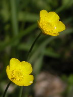 Creeping Buttercup<