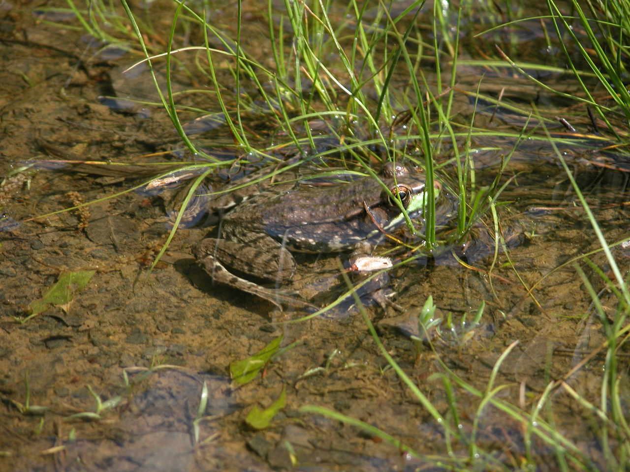 Green Frog