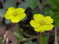 Potentilla canadensis