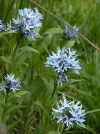 Common Bluestar