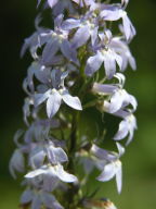 Spiked Lobelia