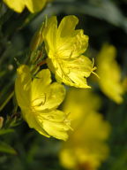 Oenothera pilosella