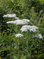 Achillea millefolium var. occidentalis