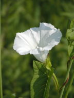 Convolvulus arvensis