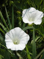 Convolvulus arvensis