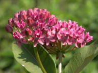 Asclepias purpurascens