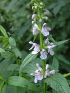 Stachys palustris