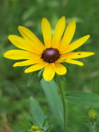 Rudbeckia hirta