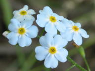 Myosotis scorpioides