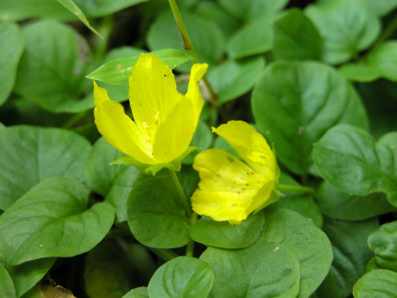 Moneywort