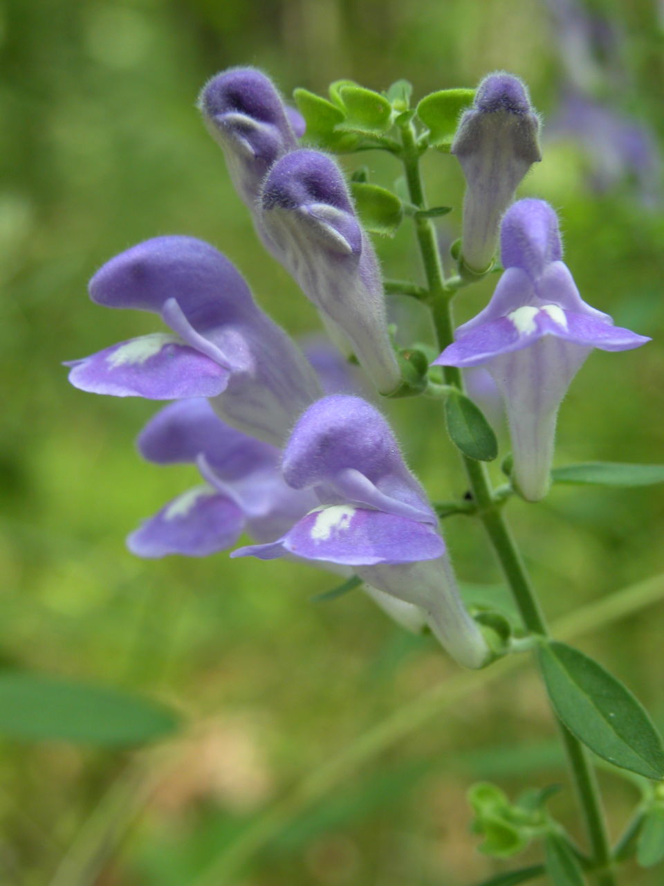 Hairy Skullcap