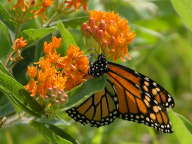 Asclepias tuberosua