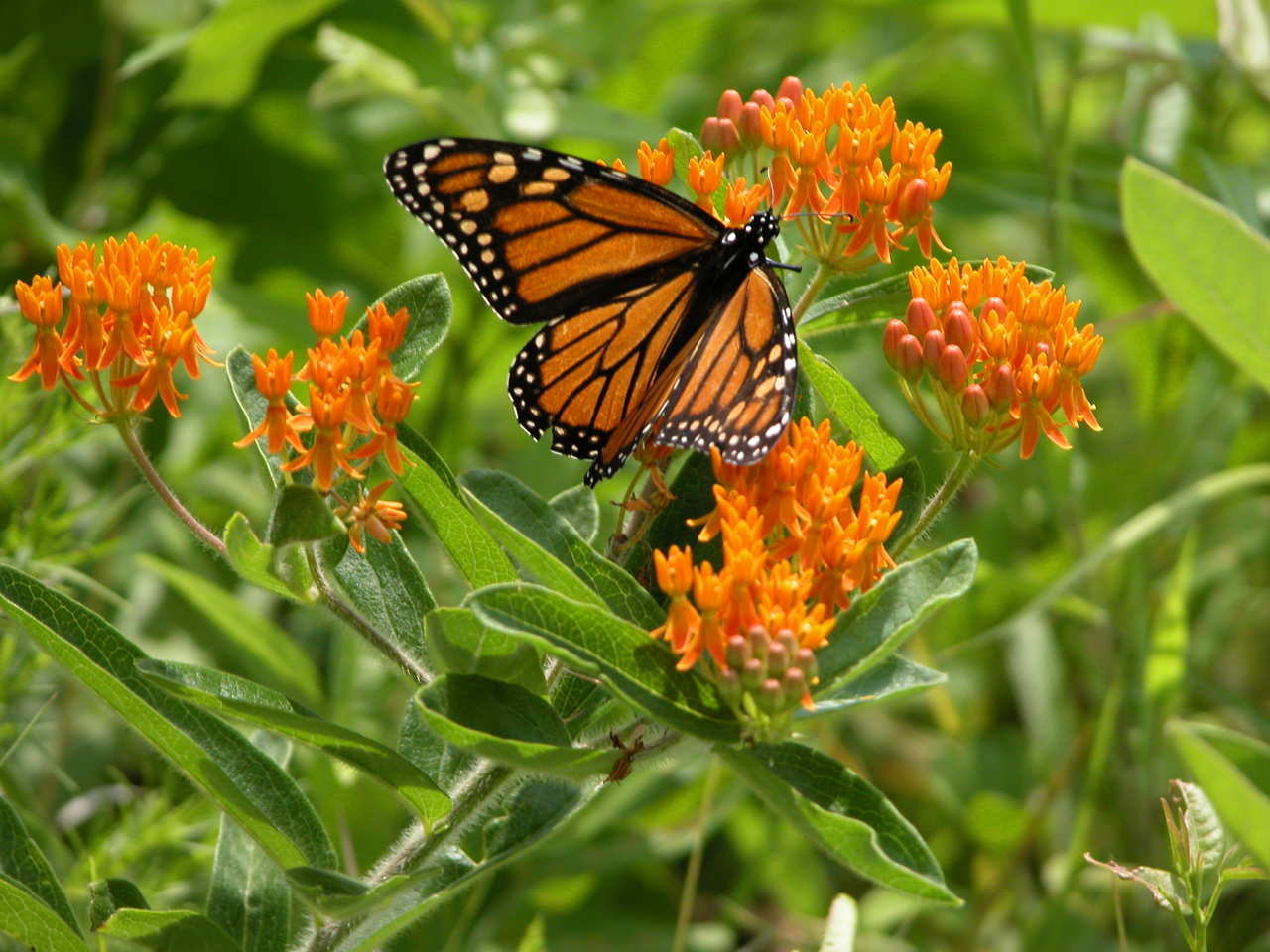 Monarch Butterfly on Butterfly Milkweed