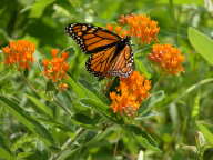 Asclepias tuberosua