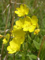 Oenothera pilosella