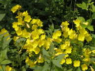 Oenothera pilosella