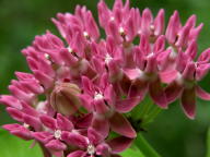 Asclepias purpurascens