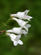 Penstemon digitalis