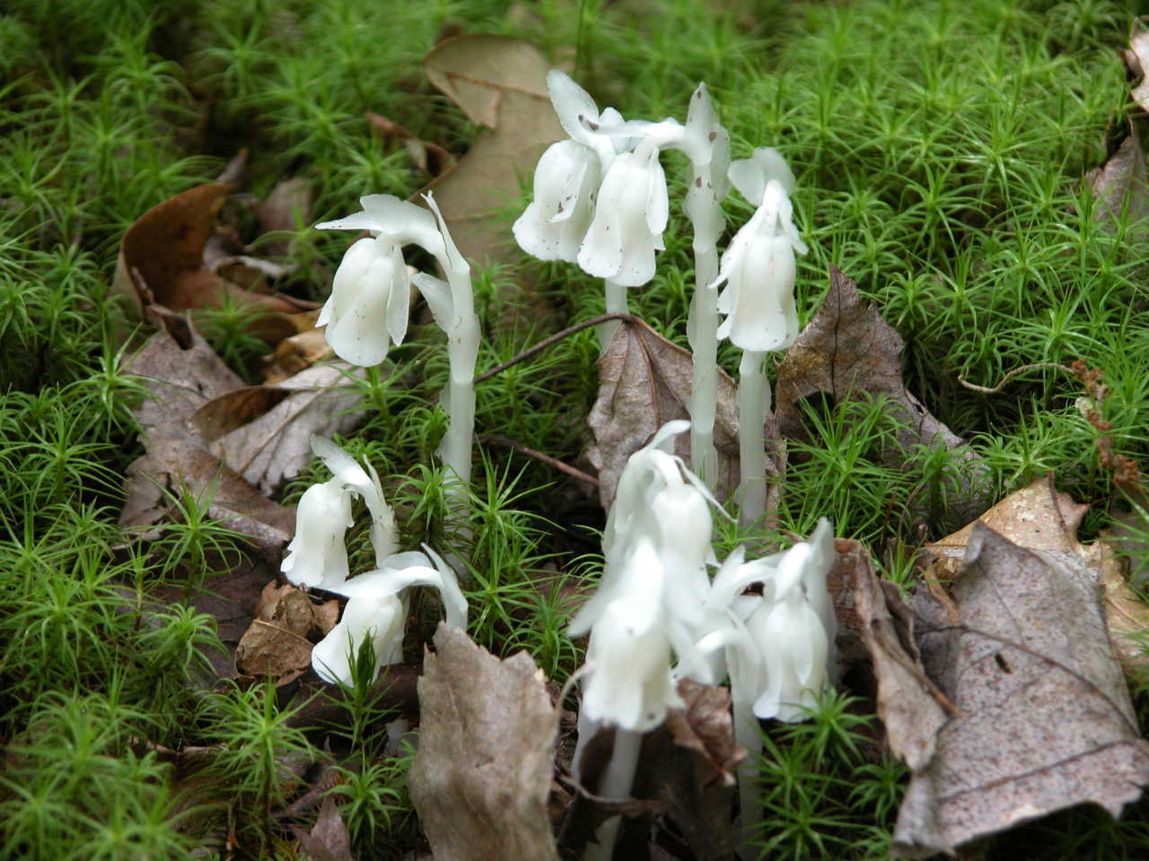 Indian Pipe