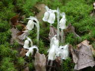 Monotropa uniflora