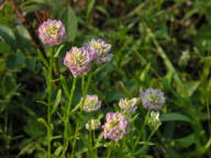 Polygala sanguinea