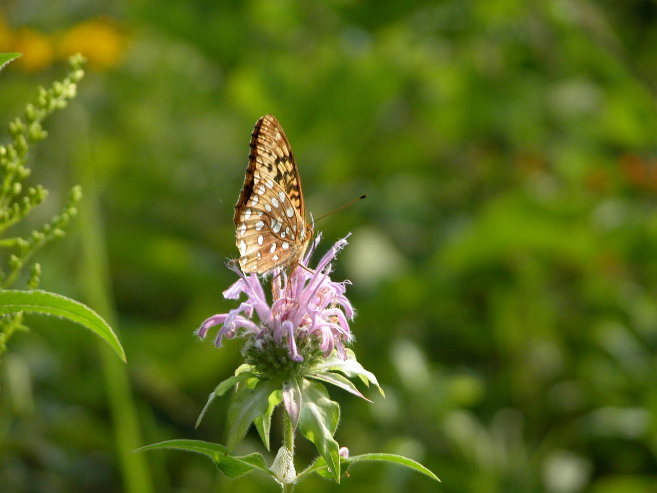 Great Spangled Fritillary on Wild Bergamot