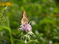 Monarda fistulosa