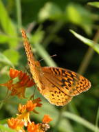 Great Spangled Fritillary on Butterfly Milkweed