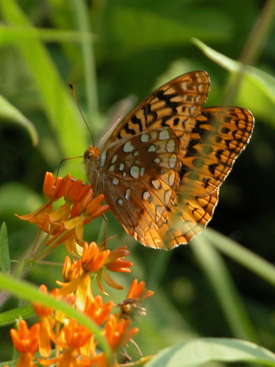 Great Spangled Fritillary on Butterfly Milkweed